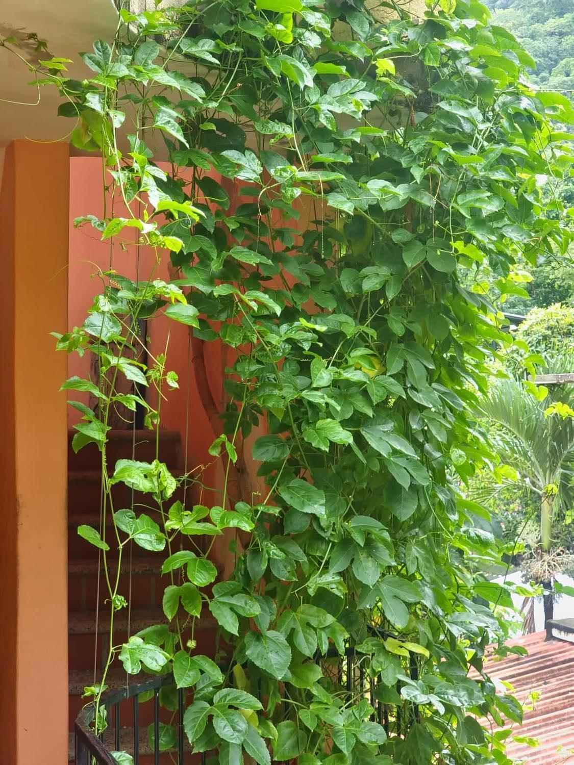 La Posada Pacifica Puerto Vallarta Ngoại thất bức ảnh
